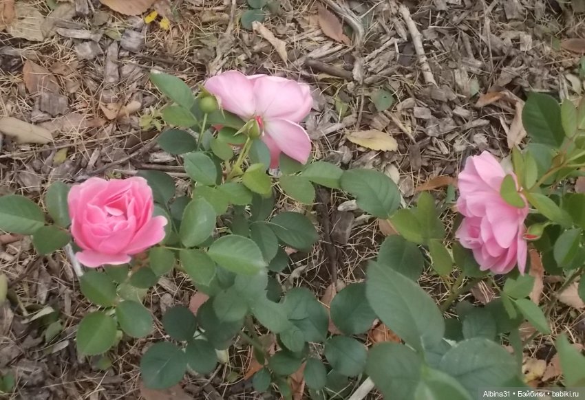 Разные персонажи из разных мест