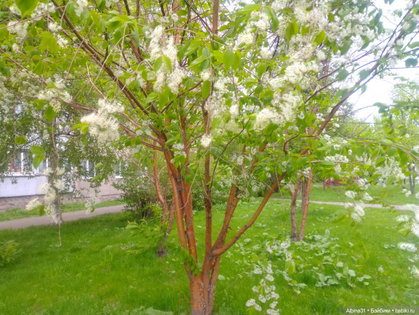 Май и новенькие — Игровые куклы разных производителей (Разное): редкие бренды