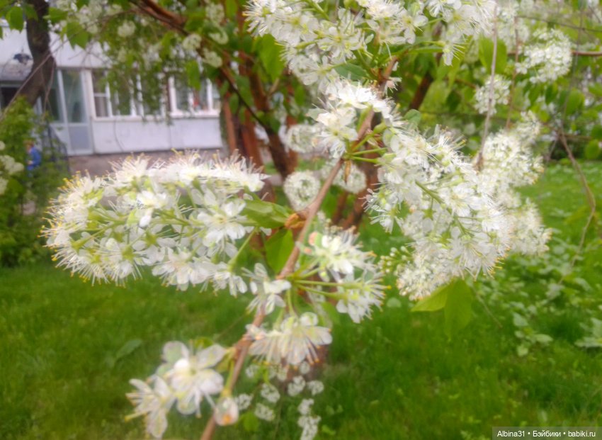 Май и новенькие — Игровые куклы разных производителей (Разное): редкие бренды