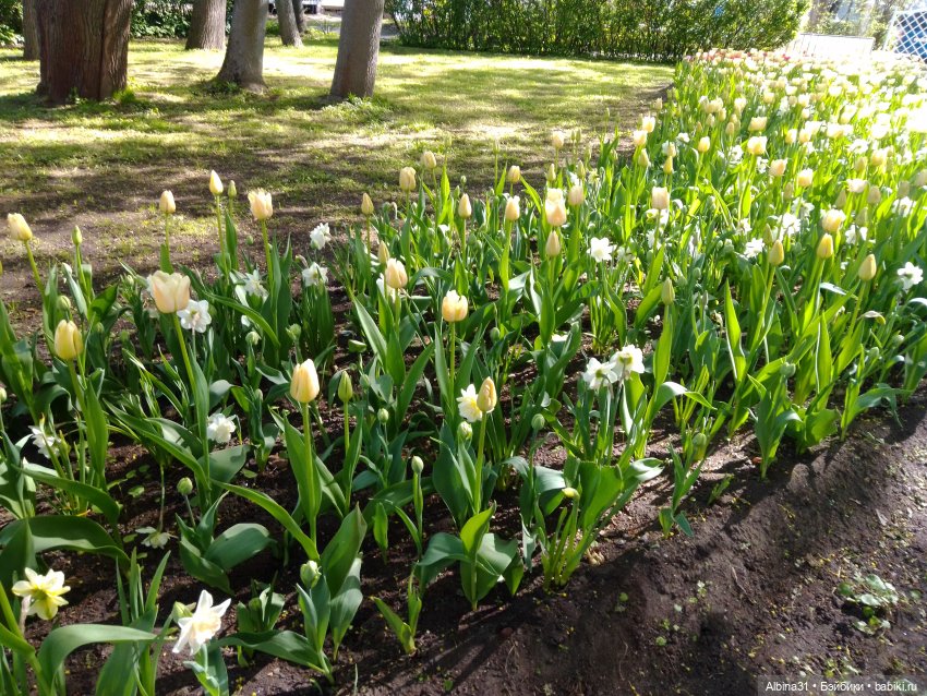 Питер. Остров Елагин... Цветы... Цветы