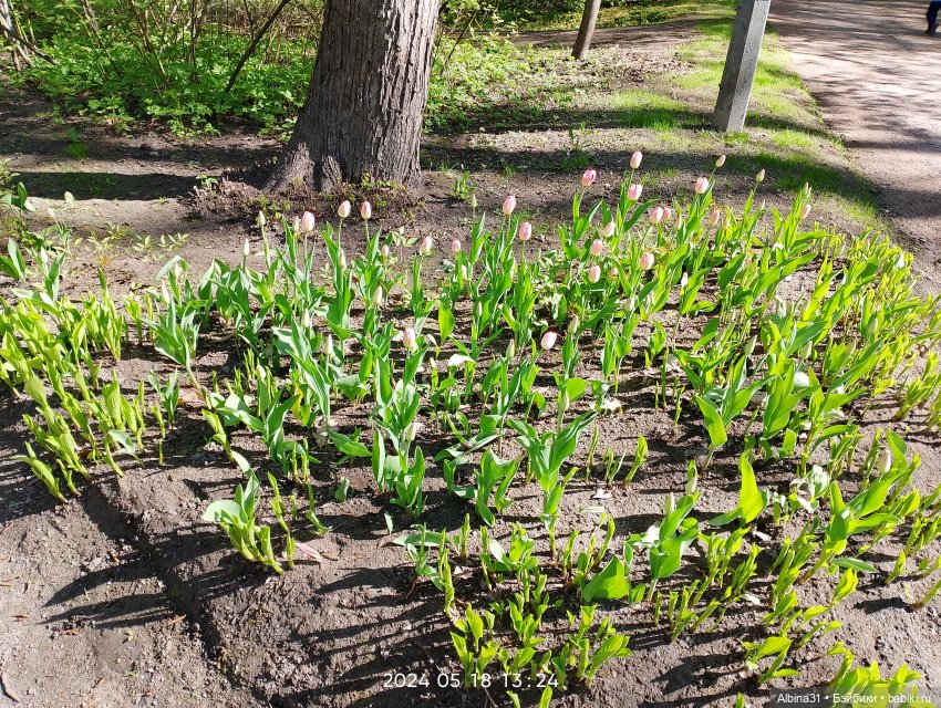 Питер. Остров Елагин... Цветы... Цветы