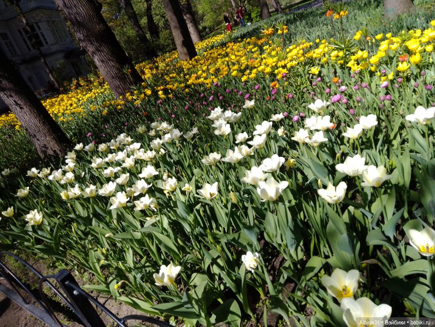 Питер. Остров Елагин... Цветы... Цветы