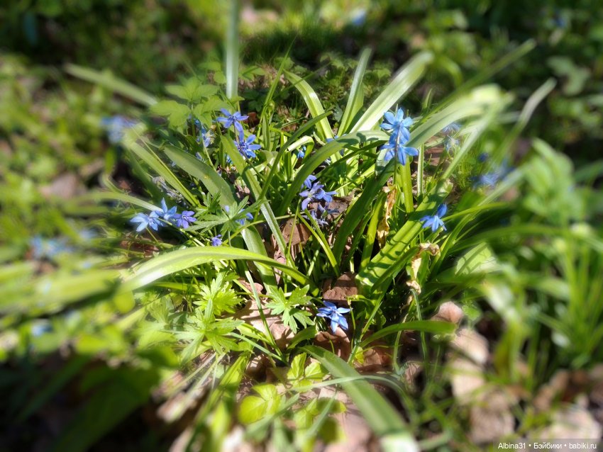 Питер. Остров Елагин... Цветы... Цветы