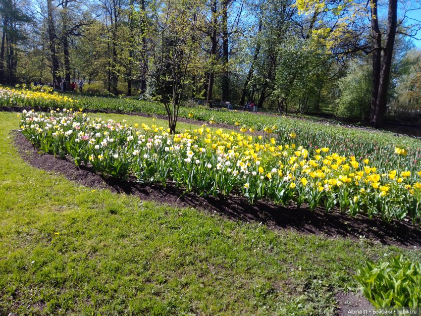 Питер. Остров Елагин... Цветы... Цветы
