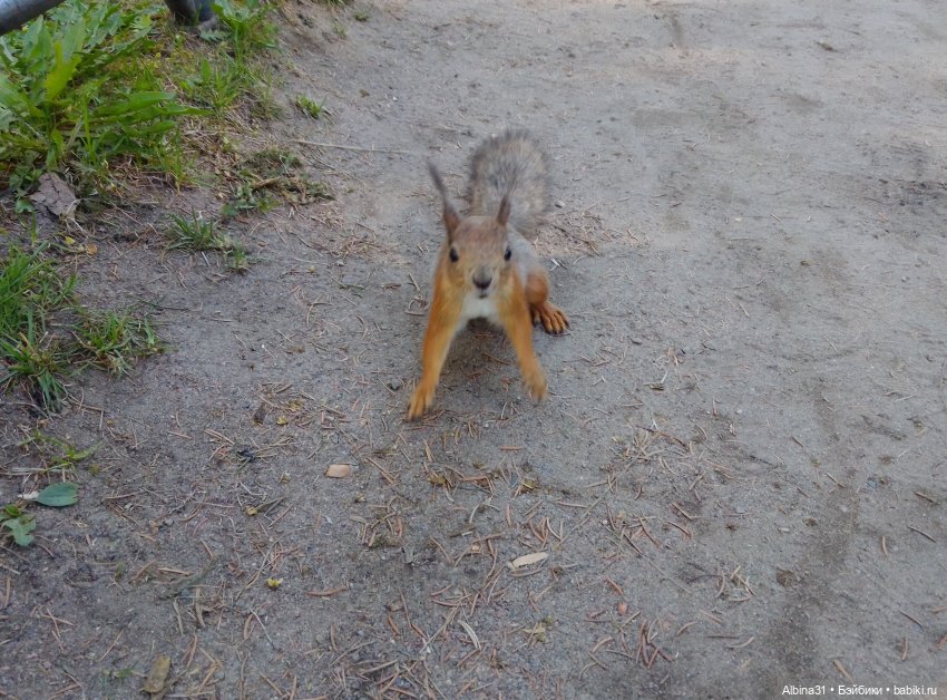 Питер. Остров Елагин... Цветы... Цветы