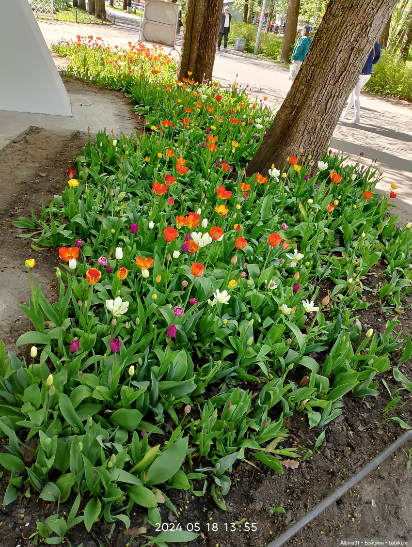 Питер. Остров Елагин... Цветы... Цветы