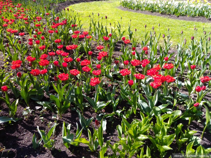 Питер. Остров Елагин... Цветы... Цветы