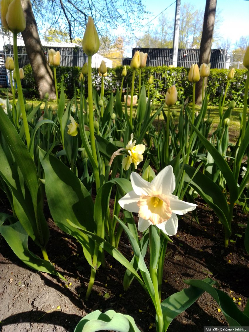 Питер. Остров Елагин... Цветы... Цветы