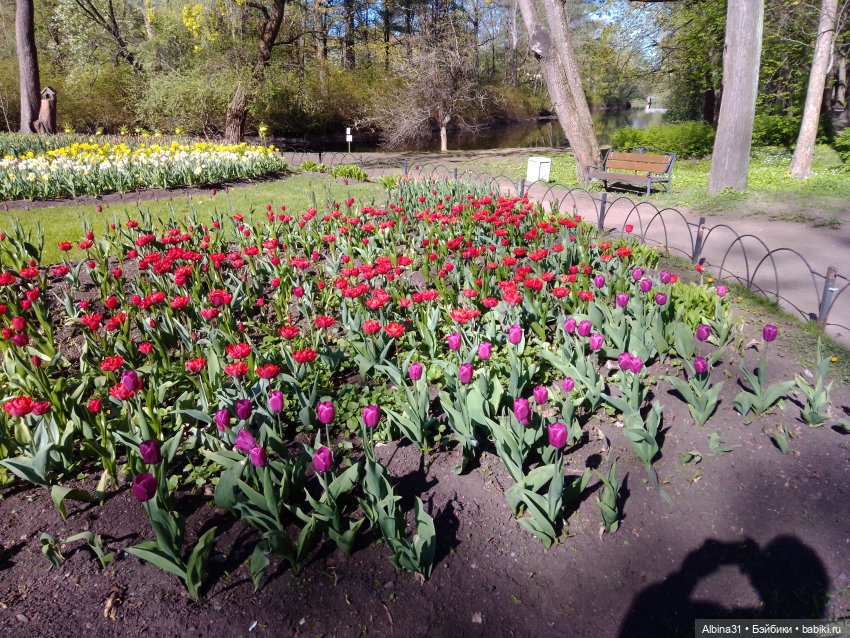 Питер. Остров Елагин... Цветы... Цветы