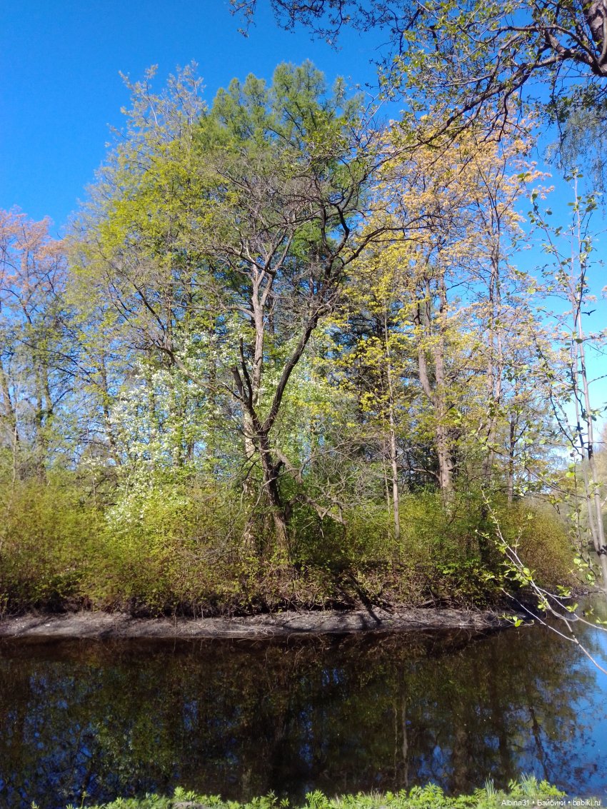 Питер. Остров Елагин... Цветы... Цветы