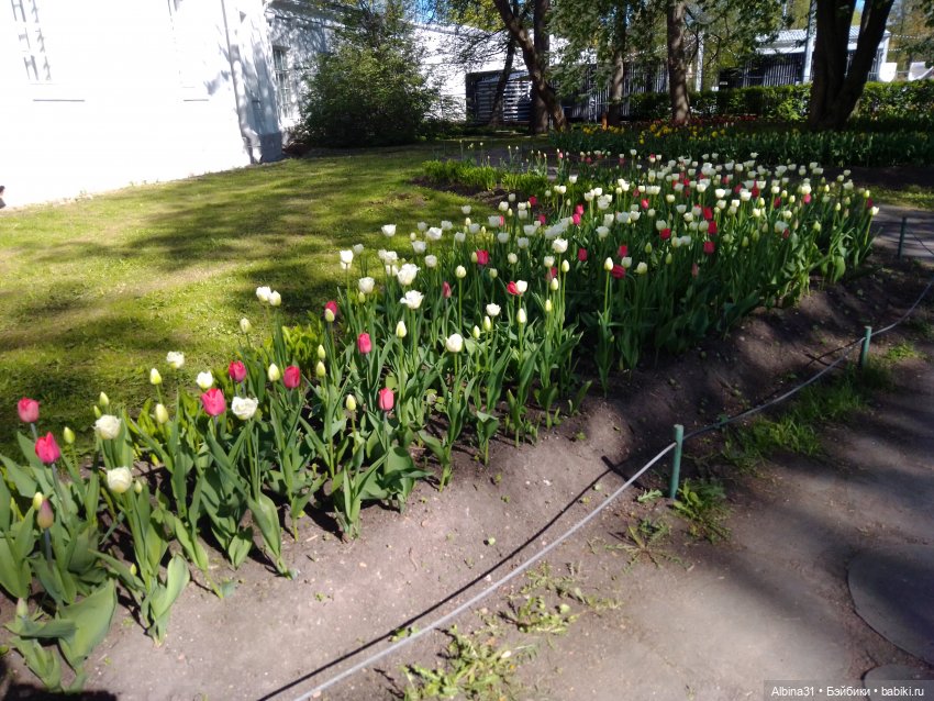 Питер. Остров Елагин... Цветы... Цветы