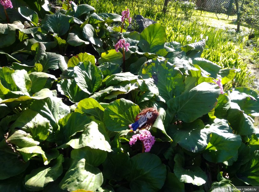 Питер. Остров Елагин... Цветы... Цветы