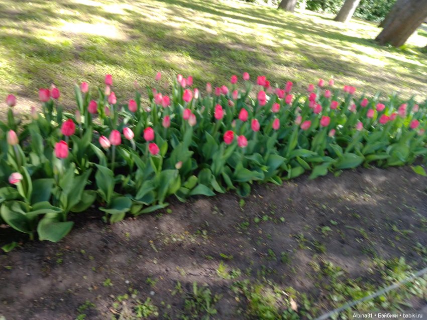 Питер. Остров Елагин... Цветы... Цветы