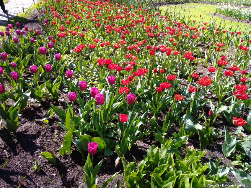 Питер. Остров Елагин... Цветы... Цветы