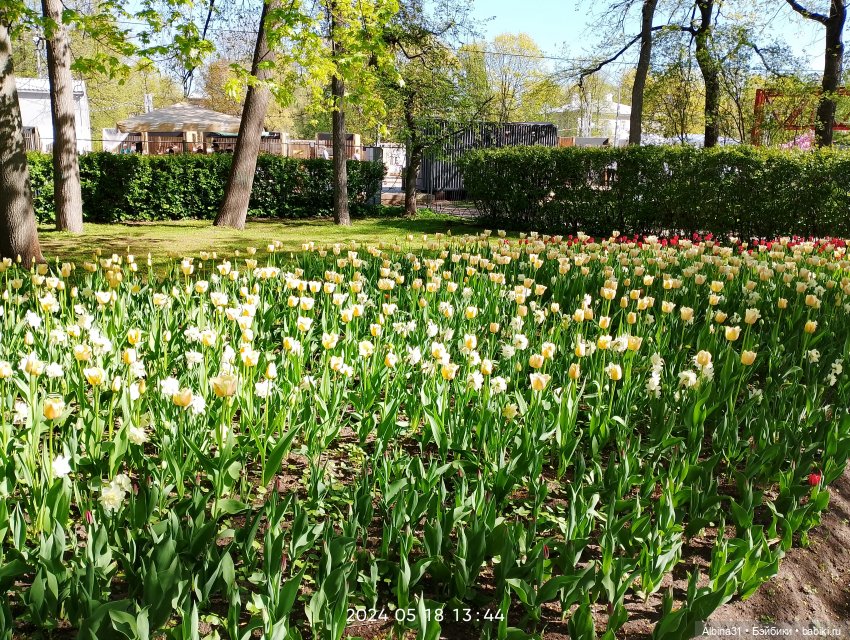Питер. Остров Елагин... Цветы... Цветы