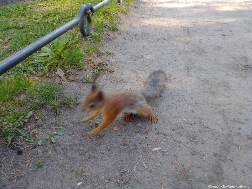 Питер. Остров Елагин... Цветы... Цветы