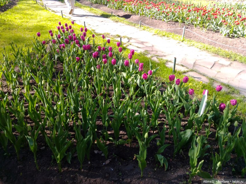 Питер. Остров Елагин... Цветы... Цветы