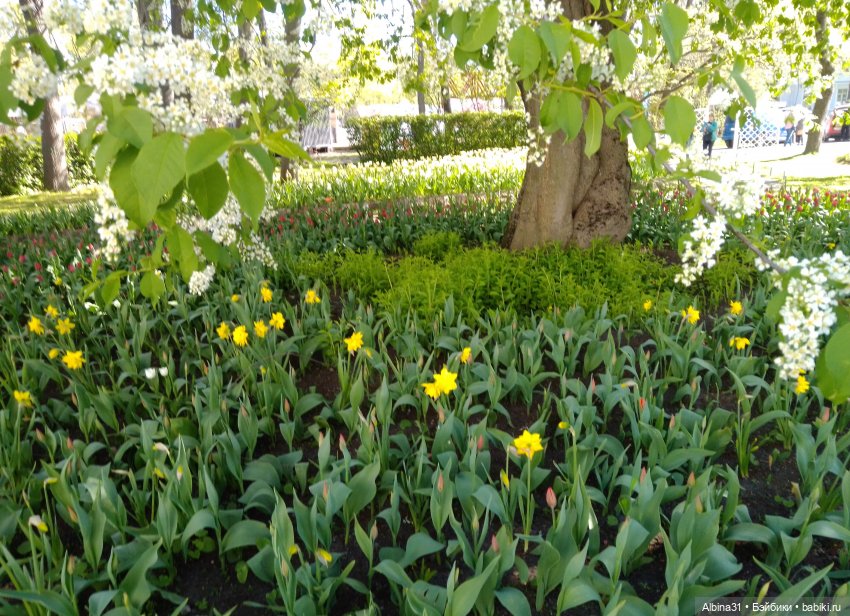 Питер. Остров Елагин... Цветы... Цветы