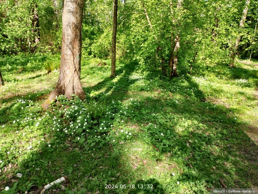 Питер. Остров Елагин... Цветы... Цветы