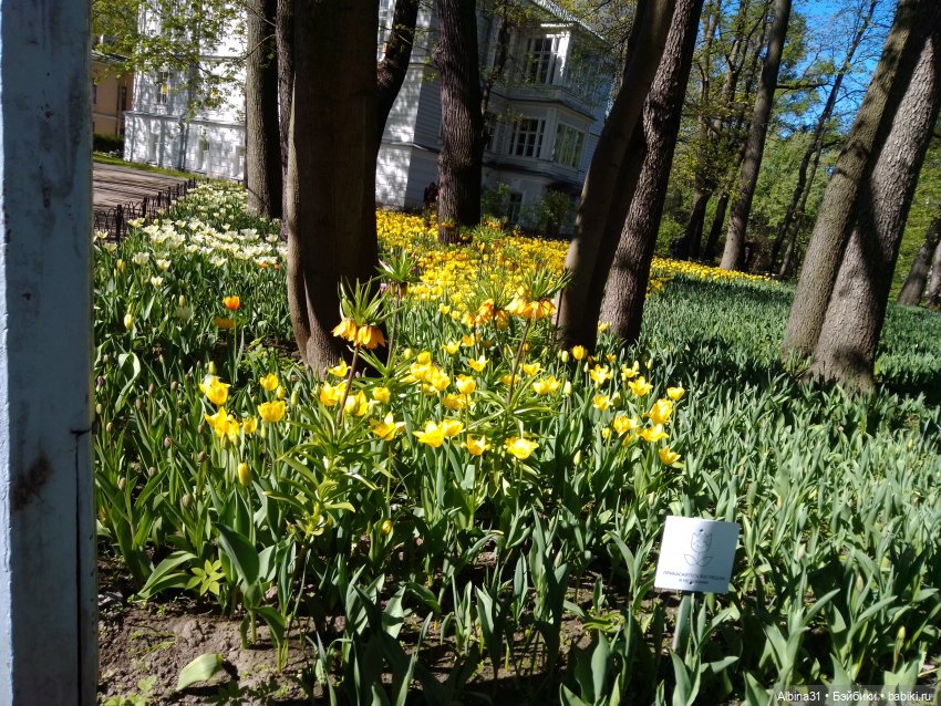 Питер. Остров Елагин... Цветы... Цветы