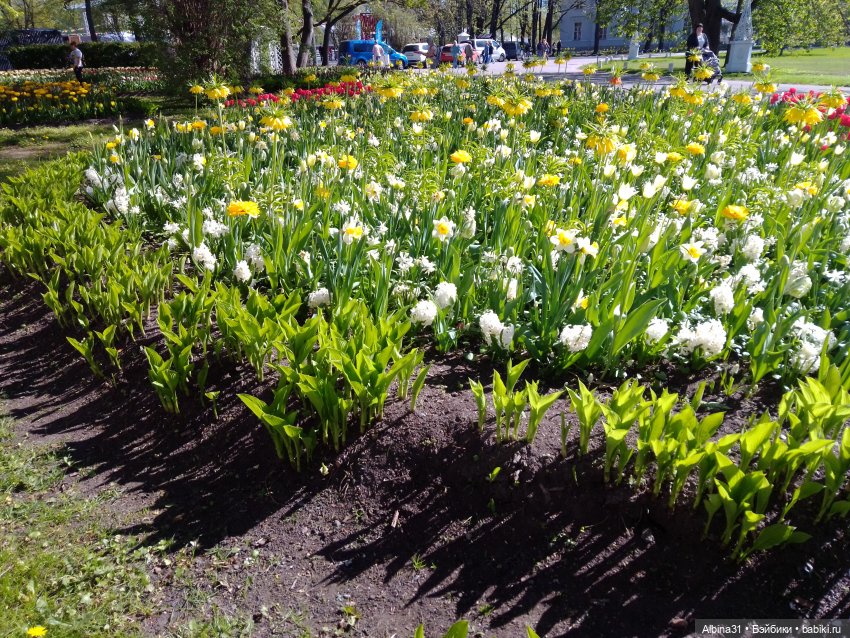 Питер. Остров Елагин... Цветы... Цветы