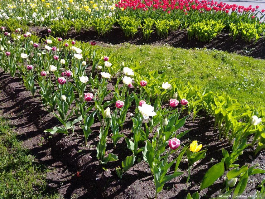 Питер. Остров Елагин... Цветы... Цветы