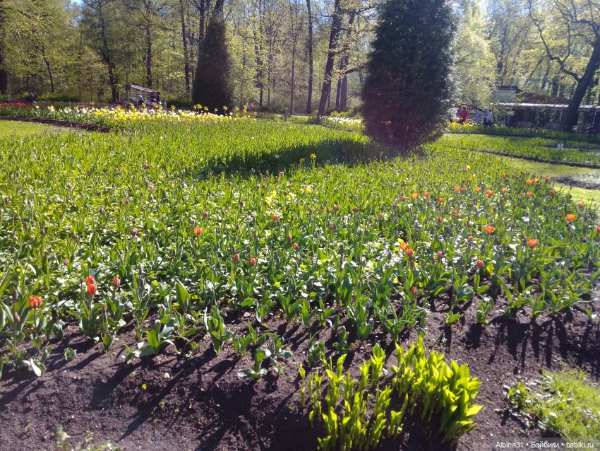 Питер. Остров Елагин... Цветы... Цветы