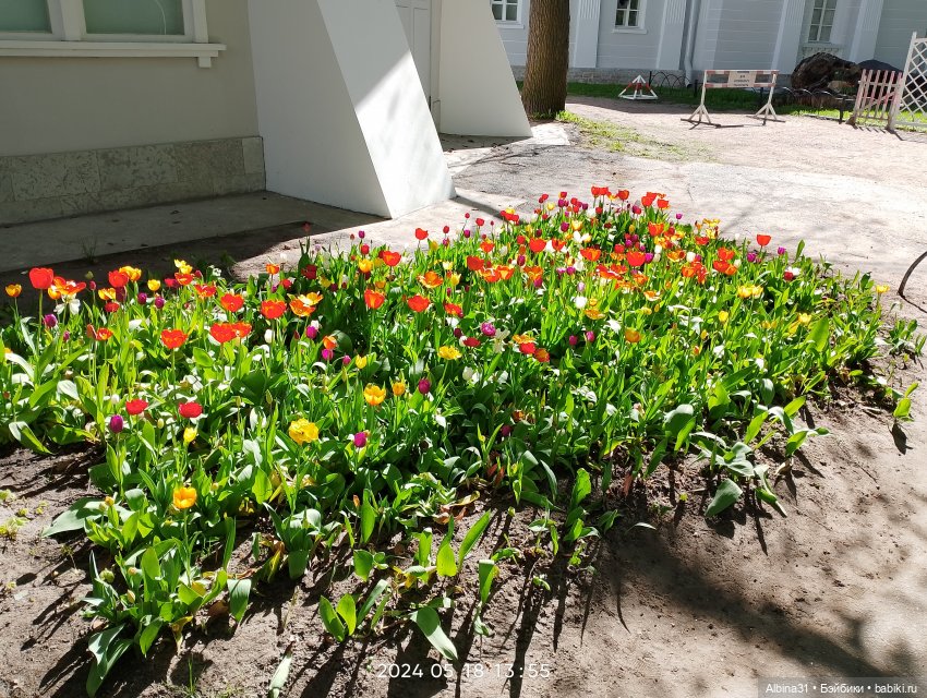 Питер. Остров Елагин... Цветы... Цветы