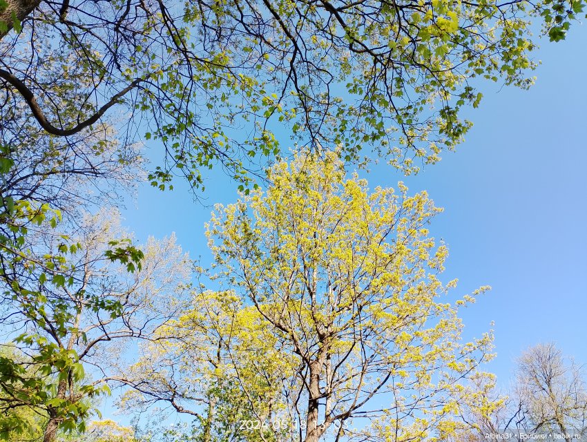 Питер. Остров Елагин... Цветы... Цветы