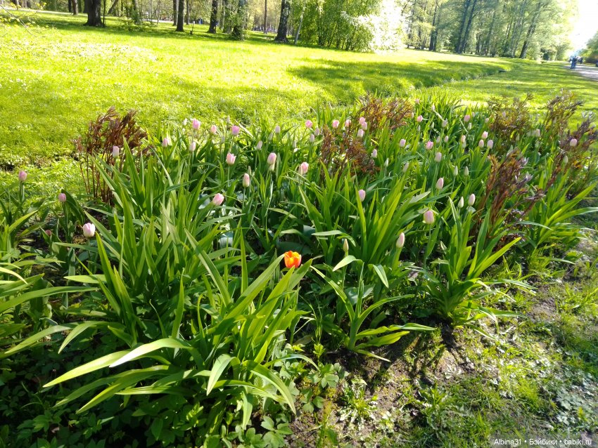 Питер. Остров Елагин... Цветы... Цветы