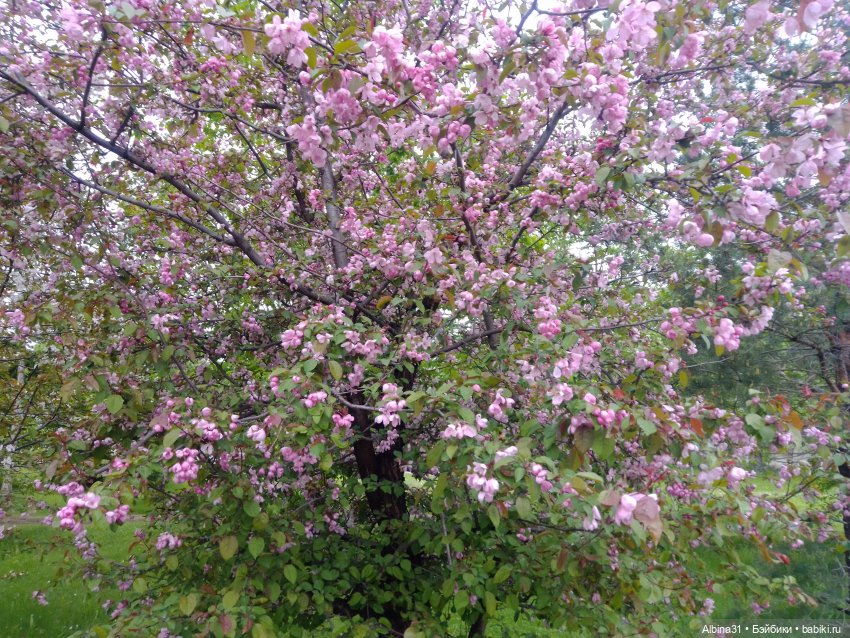 Май. Июнь. Куклы. 2024 год