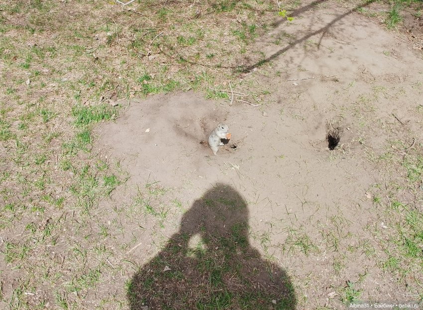 На остров к сусликам — Куклы Baboliy (Баболи (фото 6)