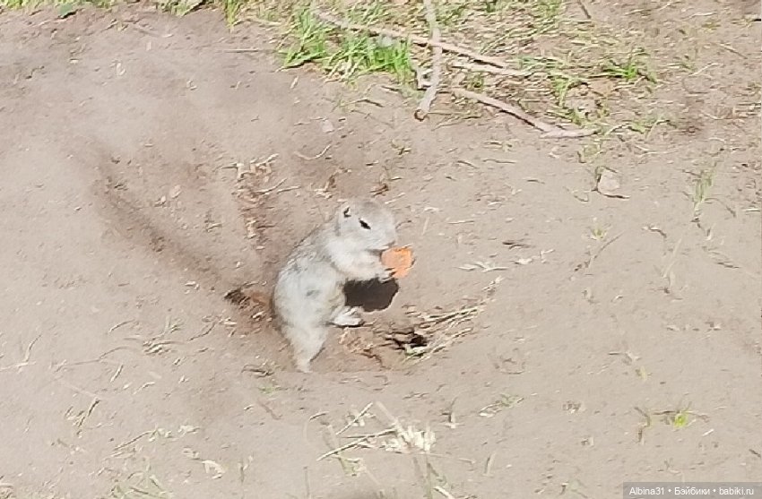 На остров к сусликам — Куклы Baboliy (Баболи (фото 7)