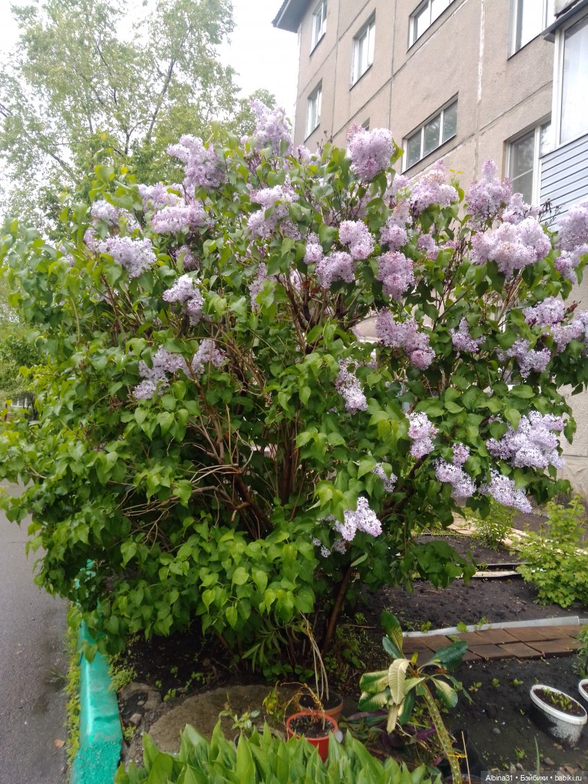 Май. Июнь. Куклы. 2024 год