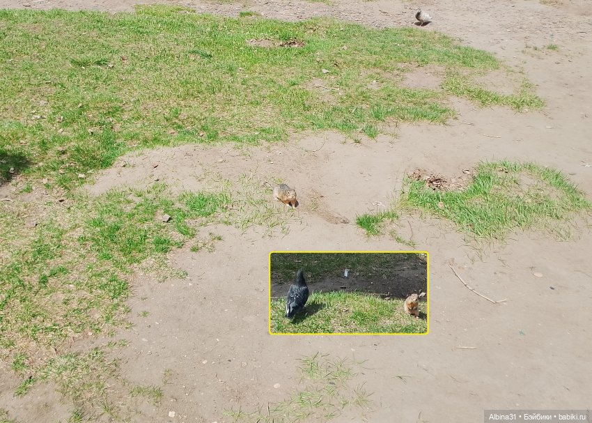 На остров к сусликам — Куклы Baboliy (Баболи