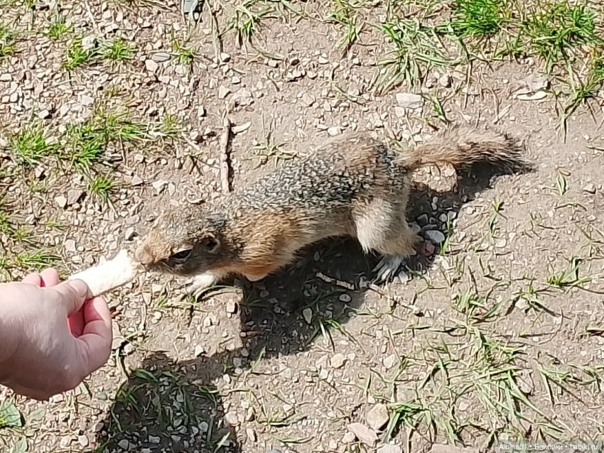 На остров к сусликам — Куклы Baboliy (Баболи (фото 8)