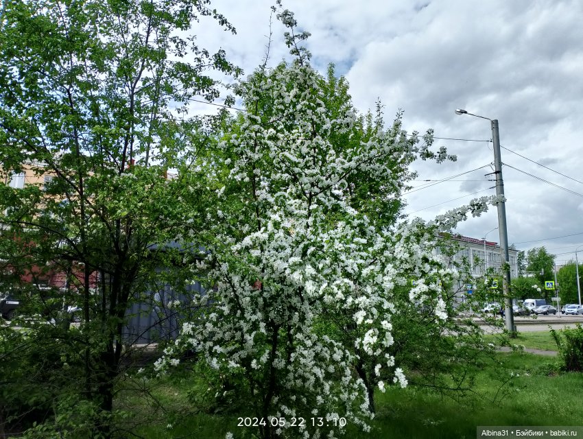 Май. Июнь. Куклы. 2024 год