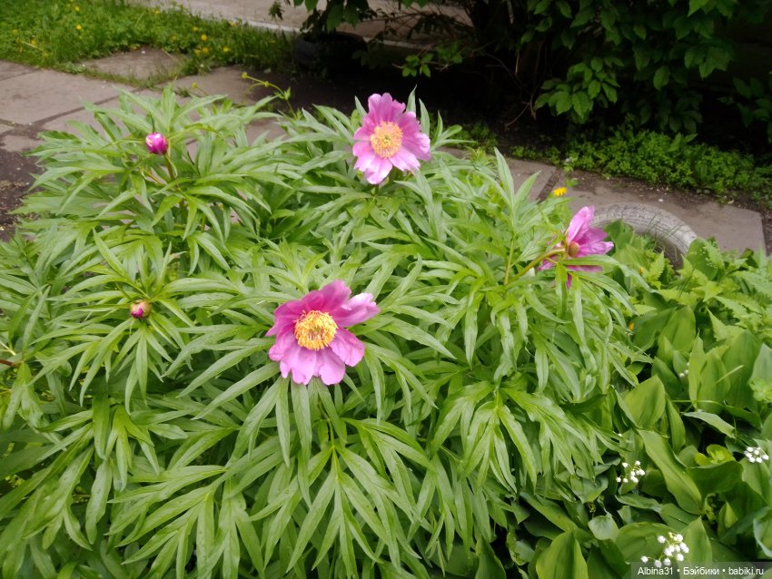 Май. Июнь. Куклы. 2024 год