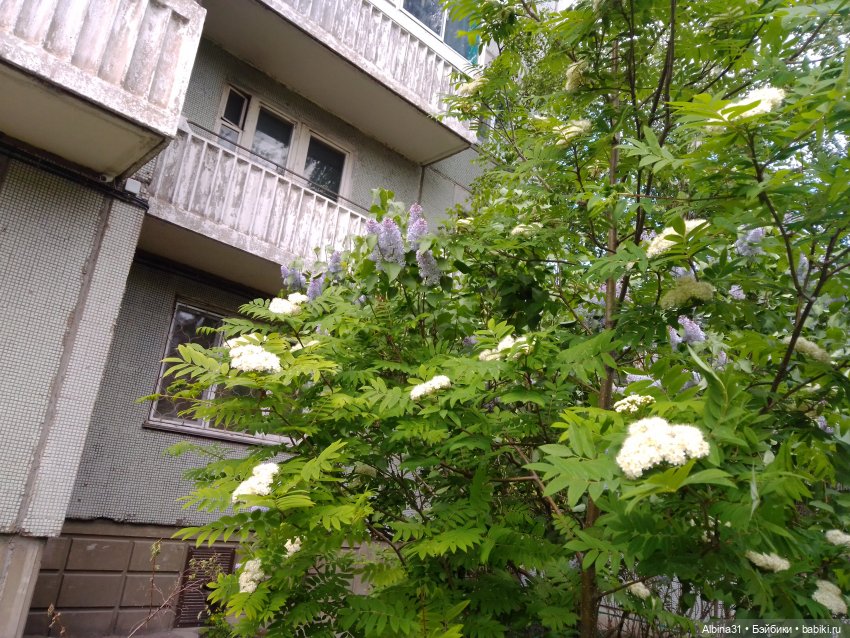 Май. Июнь. Куклы. 2024 год