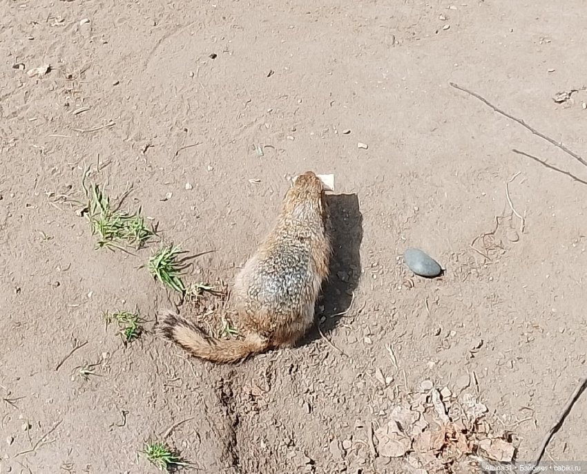 На остров к сусликам — Куклы Baboliy (Баболи (фото 10)
