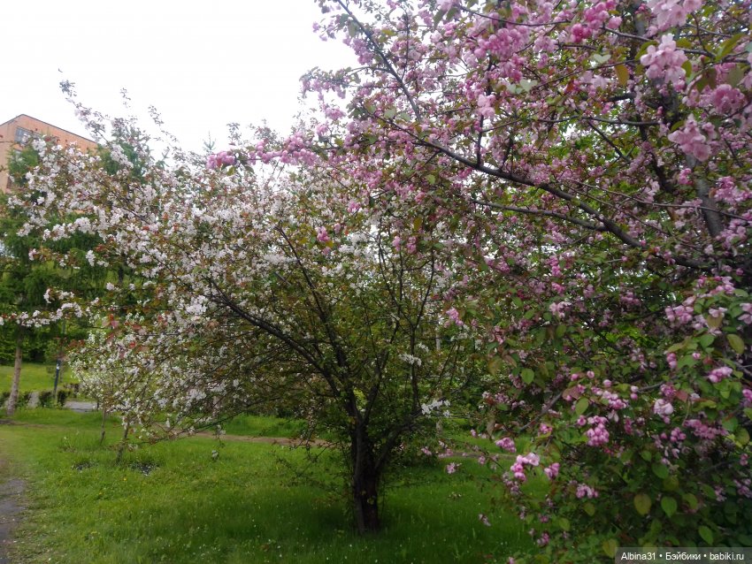 Май. Июнь. Куклы. 2024 год