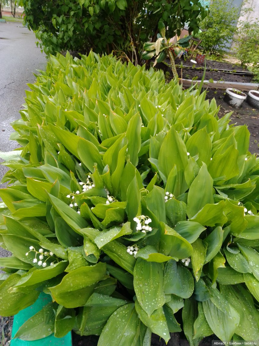 Май. Июнь. Куклы. 2024 год