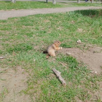 На остров к сусликам