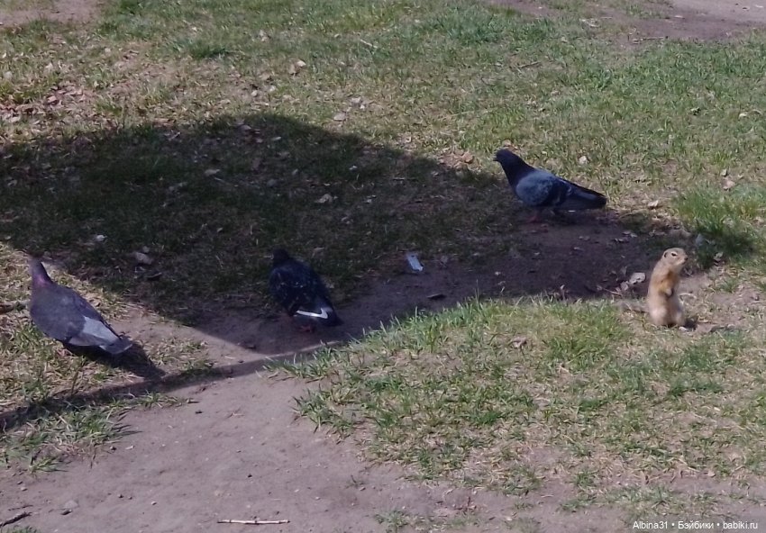 На остров к сусликам — Куклы Baboliy (Баболи