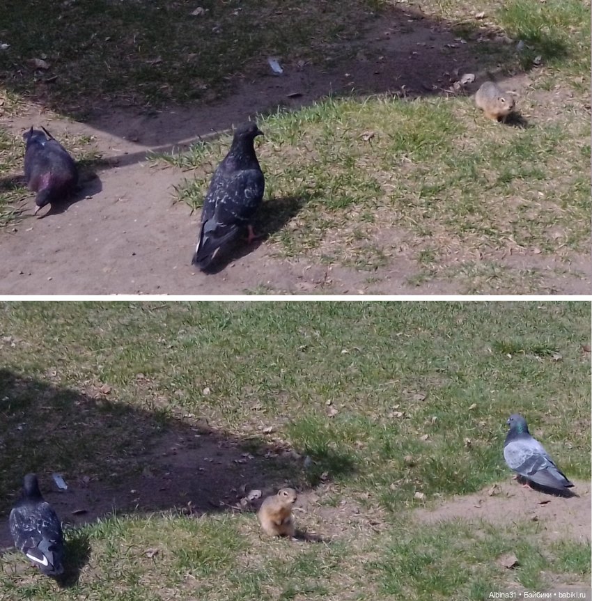 На остров к сусликам — Куклы Baboliy (Баболи