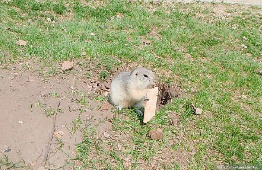 На остров к сусликам — Куклы Baboliy (Баболи