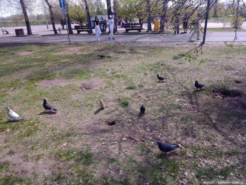 На остров к сусликам — Куклы Baboliy (Баболи