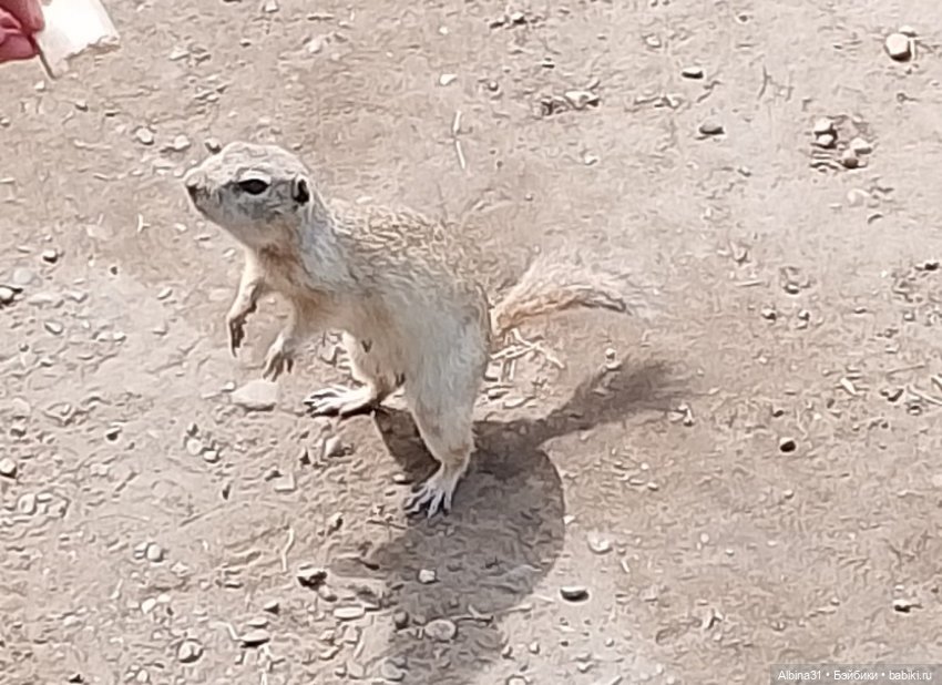 На остров к сусликам — Куклы Baboliy (Баболи