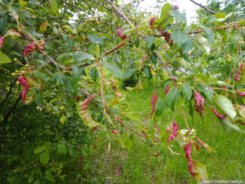 Ура! Открылся парк — Игровые куклы разных производителей (Разное): редкие бренды