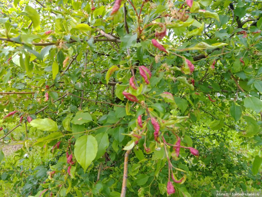 Ура! Открылся парк — Игровые куклы разных производителей (Разное): редкие бренды